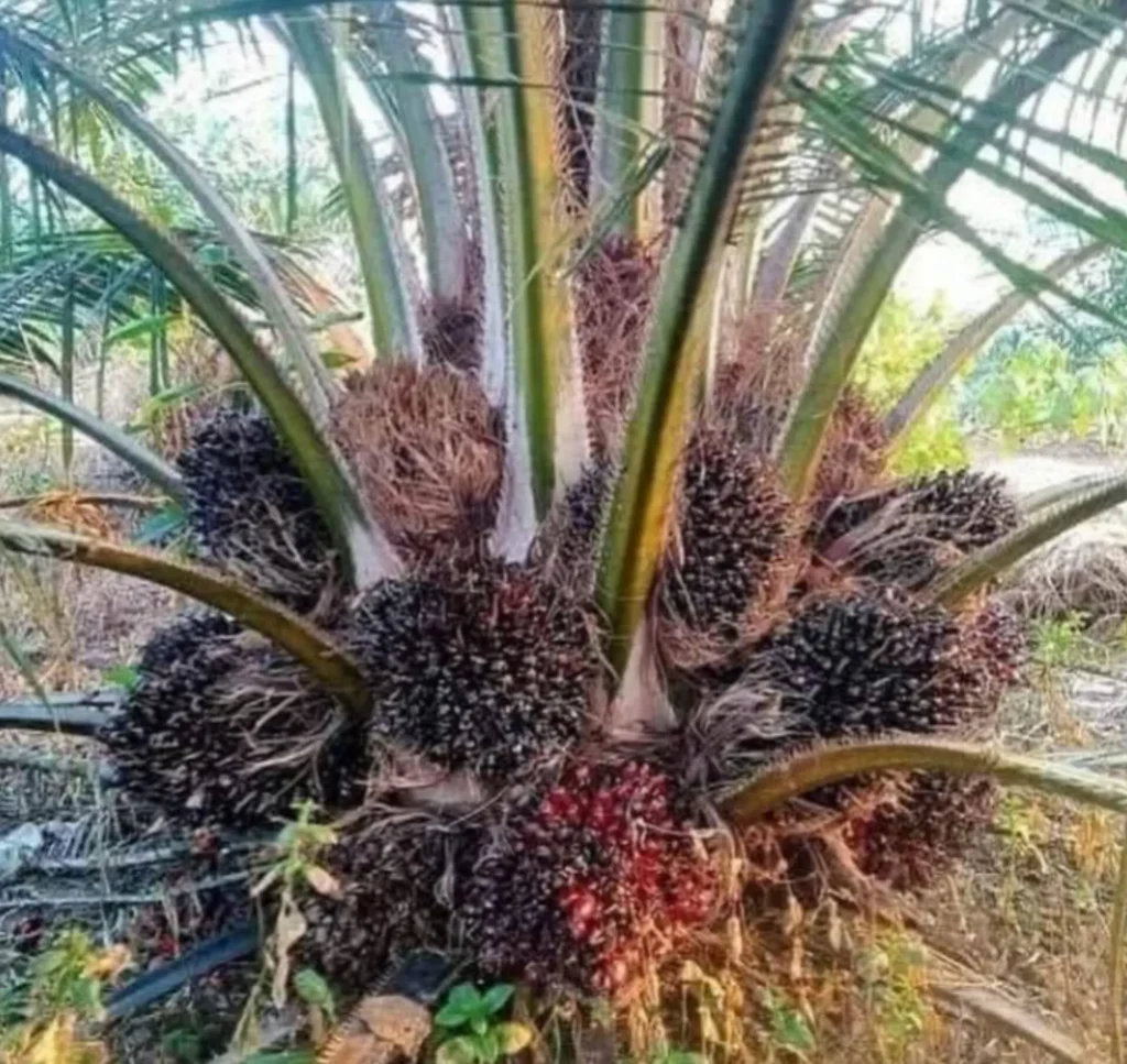 Agro land oil palm plantation 1
