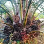 Agro land oil palm plantation 1
