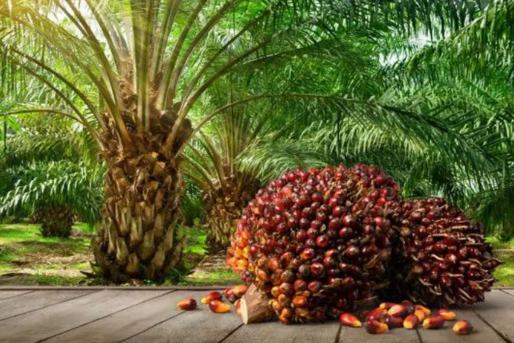 Agro land oil palm plantation 2