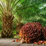 Agro land oil palm plantation 2