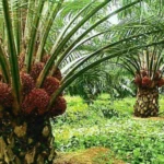 Agro land oil palm plantation 3