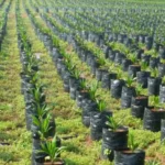 Agro land oil palm plantation 4