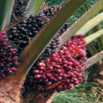 Agro land oil palm plantation 5